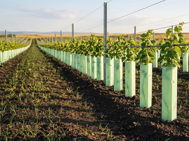 Κυματοειδή προστατευτικά σε αμπελώνα